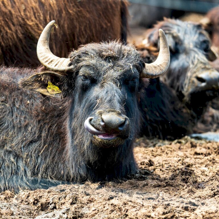 Szikes Mórahalom – Visitor Centre, Buffalo Reserve and Stork Rescue Centre