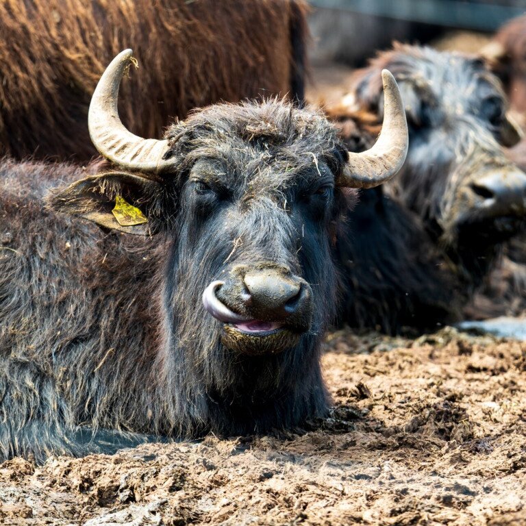 Nagyszéksós-tó és Bivalyrezervátum